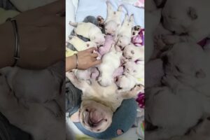 Cute Puppies Drinking Breast Milk #cutepuppy #puppy #doglovers