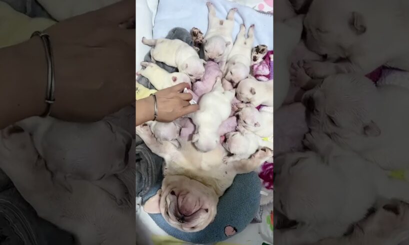 Cute Puppies Drinking Breast Milk #cutepuppy #puppy #doglovers