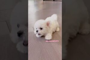 cute puppies funny moment cute overload ❤️#hellomochi #shorts #dog #funnydogs #funnyanimals #bichon