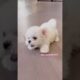 cute puppies funny moment cute overload ❤️#hellomochi #shorts #dog #funnydogs #funnyanimals #bichon