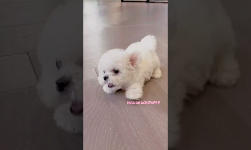 cute puppies funny moment cute overload ❤️#hellomochi #shorts #dog #funnydogs #funnyanimals #bichon