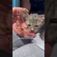 Woman Swims Into Busy Port To Rescue Drowning Kitten | The Dodo