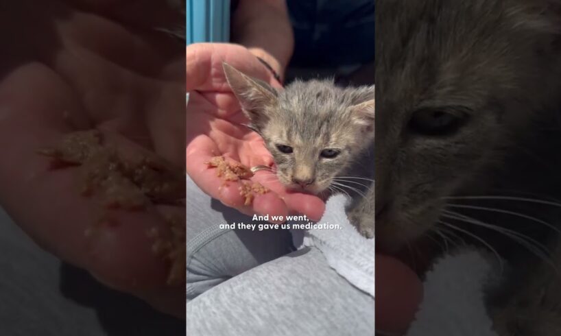 Woman Swims Into Busy Port To Rescue Drowning Kitten | The Dodo