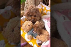 Cute Dog Collection, The World’s Cutest Puppies #dog #puppies #puppy #video #cute #cutest