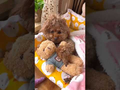 Cute Dog Collection, The World’s Cutest Puppies #dog #puppies #puppy #video #cute #cutest