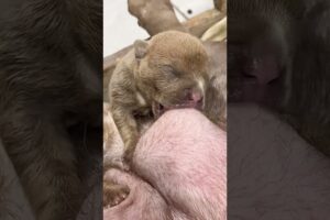 Cute Puppies Drinking Breast Milk #cutepuppy #puppy #doglovers