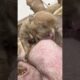 Cute Puppies Drinking Breast Milk #cutepuppy #puppy #doglovers