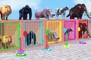 Long Slide Game With Elephant Gorilla Buffalo Hippopotamus Tiger - 3d Animal Game - Funny 3d Animals