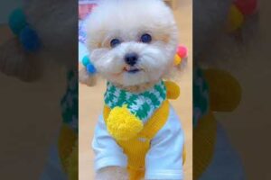 Cute Dog Collection, The World’s Cutest Puppies #dog #puppies #puppy #video #cute #cutest