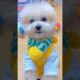 Cute Dog Collection, The World’s Cutest Puppies #dog #puppies #puppy #video #cute #cutest