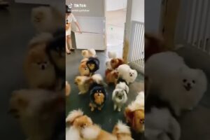 Cute puppies