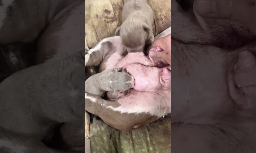 Cute Puppies Drinking Breast Milk #cutepuppy #puppy #doglovers