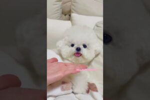 cute puppies funny moment cute overload ❤️#hellomochi #shorts #dog #funnydogs #funnyanimals #bichon