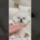 cute puppies funny moment cute overload ❤️#hellomochi #shorts #dog #funnydogs #funnyanimals #bichon