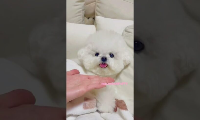 cute puppies funny moment cute overload ❤️#hellomochi #shorts #dog #funnydogs #funnyanimals #bichon