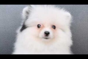 Cute Dog Collection, The World’s Cutest Puppies #dog #puppies #puppy #video #cute #cutest