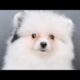 Cute Dog Collection, The World’s Cutest Puppies #dog #puppies #puppy #video #cute #cutest