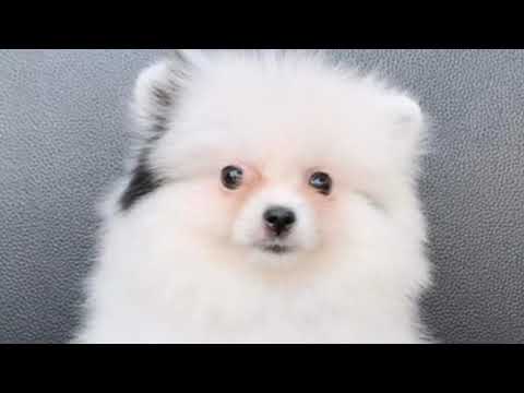 Cute Dog Collection, The World’s Cutest Puppies #dog #puppies #puppy #video #cute #cutest