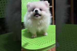 Cute Dog Collection, The World’s Cutest Puppies #dog #puppies #puppy #video #cute #cutest