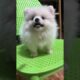 Cute Dog Collection, The World’s Cutest Puppies #dog #puppies #puppy #video #cute #cutest