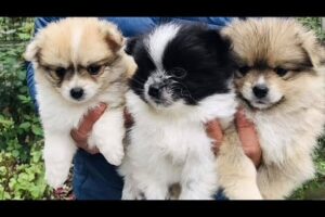 Cute Dog Collection, The World’s Cutest Puppies #dog #puppies #puppy #video #cute #cutest