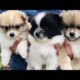 Cute Dog Collection, The World’s Cutest Puppies #dog #puppies #puppy #video #cute #cutest