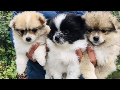 Cute Dog Collection, The World’s Cutest Puppies #dog #puppies #puppy #video #cute #cutest