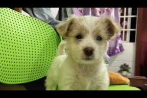 Cute Dog Collection, The World’s Cutest Puppies #dog #puppies #puppy #video #cute #cutest