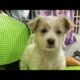 Cute Dog Collection, The World’s Cutest Puppies #dog #puppies #puppy #video #cute #cutest