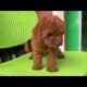 Cute Dog Collection, The World’s Cutest Puppies #dog #puppies #puppy #video #cute #cutest