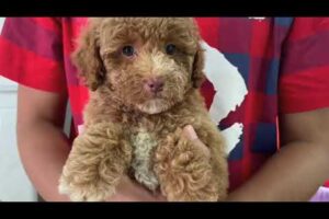 Cute Dog Collection, The World’s Cutest Puppies #dog #puppies #puppy #video #cute #cutest