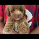 Cute Dog Collection, The World’s Cutest Puppies #dog #puppies #puppy #video #cute #cutest