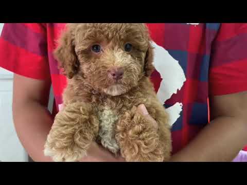 Cute Dog Collection, The World’s Cutest Puppies #dog #puppies #puppy #video #cute #cutest