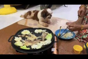 Cute Dog Collection, The World’s Cutest Puppies #dog #puppies #puppy #video #cute #cutest