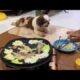 Cute Dog Collection, The World’s Cutest Puppies #dog #puppies #puppy #video #cute #cutest