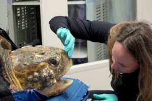 200-Pound Sea Turtle Rescued  - Kirby the Loggerhead