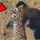 30 D.eadly Marten Attacks Caught on Camera | Animal Fight