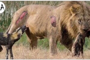 30 Most Brutal Lion Attacks Ever Recorded!  | Animal Fights