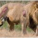 30 Most Brutal Lion Attacks Ever Recorded!  | Animal Fights