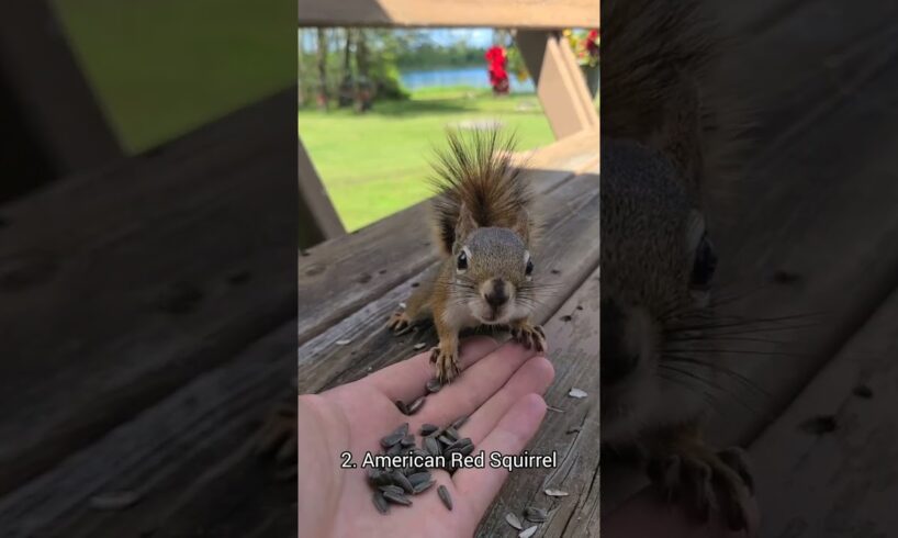 4 Types Of Squirrels You Can Befriend