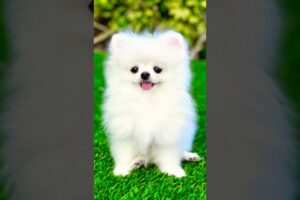 4 cute puppies: Which PUPPY steals your heart🥹🐶#puppy #cutedogs