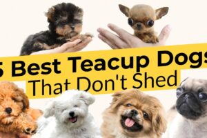 5 Best Teacup Dogs That Don't Shed 🐶🦴🐶