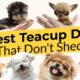 5 Best Teacup Dogs That Don't Shed 🐶🦴🐶