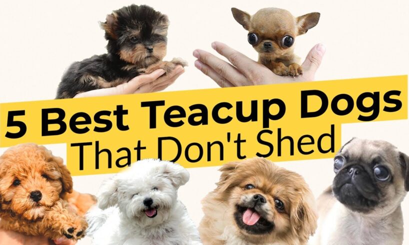 5 Best Teacup Dogs That Don't Shed 🐶🦴🐶