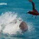 50 of the Greatest Fights in the Animal Kingdom | BBC Earth