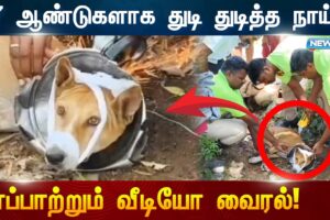 7 ஆண்டுகளாக துடி துடித்த நாய்! காப்பாற்றிய தீயணைப்புத் துறை! | Dog Rescue Video