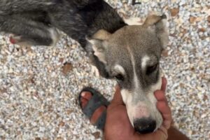 A Blanket for the 3 Legged Dog  - Takis Shelter