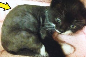 A little kitten shivering,hiding under a car.Melts a doctor's heart.Later he discovers that she is..