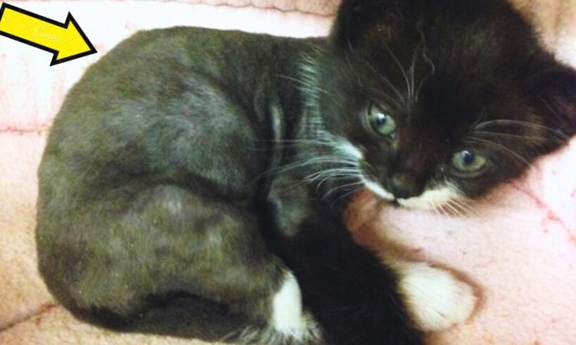 A little kitten shivering,hiding under a car.Melts a doctor's heart.Later he discovers that she is..