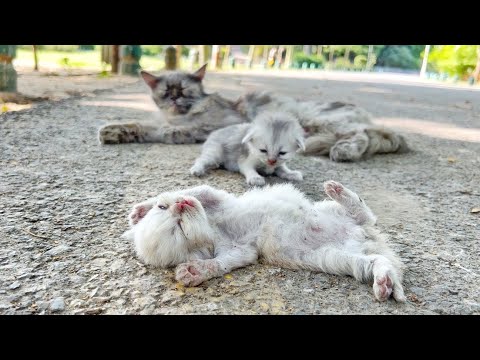 A man went to help a dying kitten and her mother cat. You won't believe what happened next!